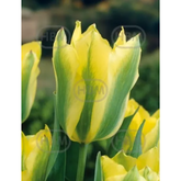 Hectarul - Ladita 500 bulbi de lalea VIRIDIFLORA TULIPA Yellow Spring Green